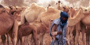 elevage-pasteur-nomade-elevage-camelin Mauritanie